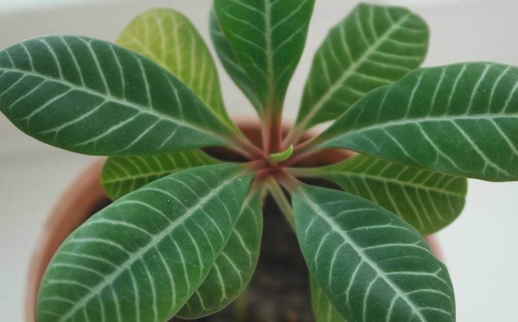 Les avantages de la location de plantes de bureau